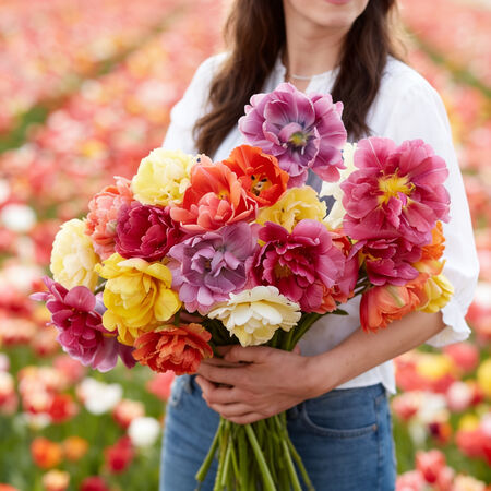 45 Days of Peony, Tulip - 10 Bulbs image number null